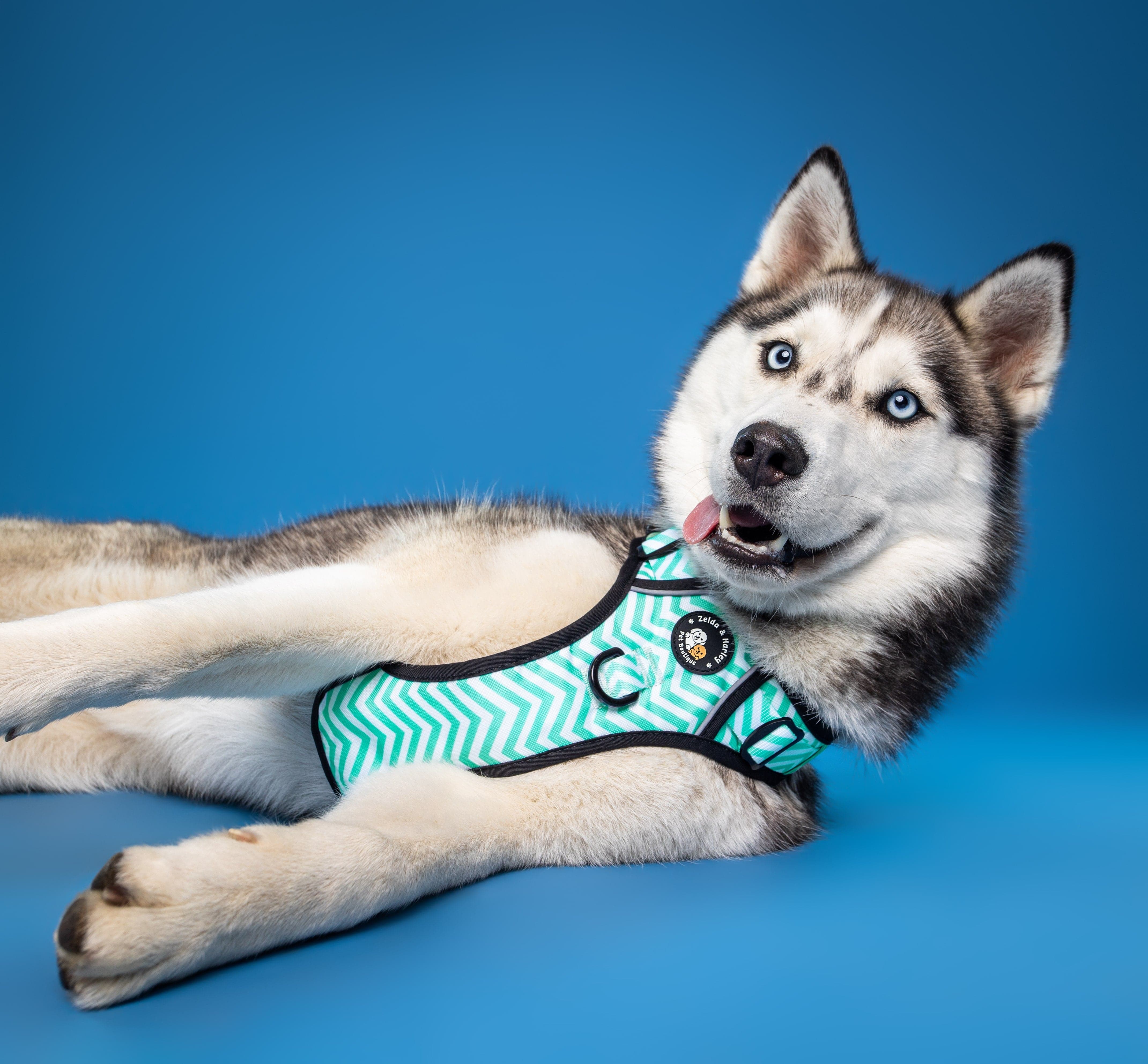 Husky clearance pulling harness